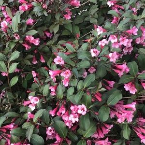 Meet your Posher, Bernadette